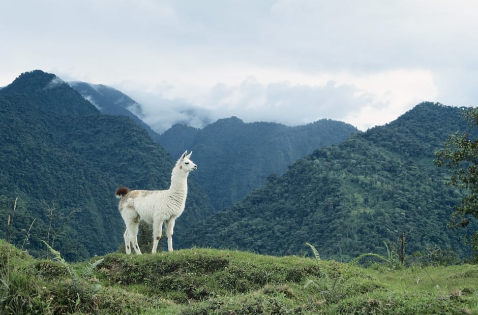 Ecuador carved itself a place, little by little and without making noise, in the South America itinerary of many adventurers Ecuador South-America’s best kept secret